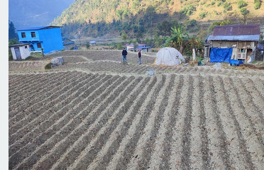 कर्णाली प्रदेशमा कृषि बालीले ढाकेको क्षेत्रफल बढ्यो